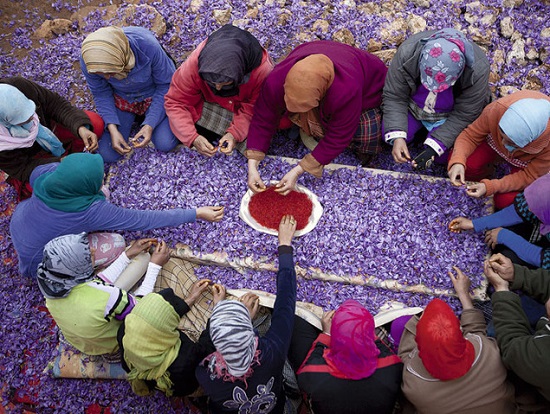 ​The Spanish red gold saffron is harvested again